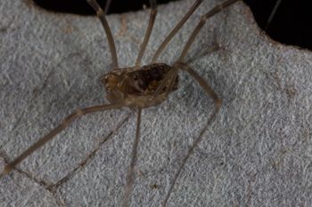 Media type: image; Invertebrate Zoology 133381   Description: live specimen;